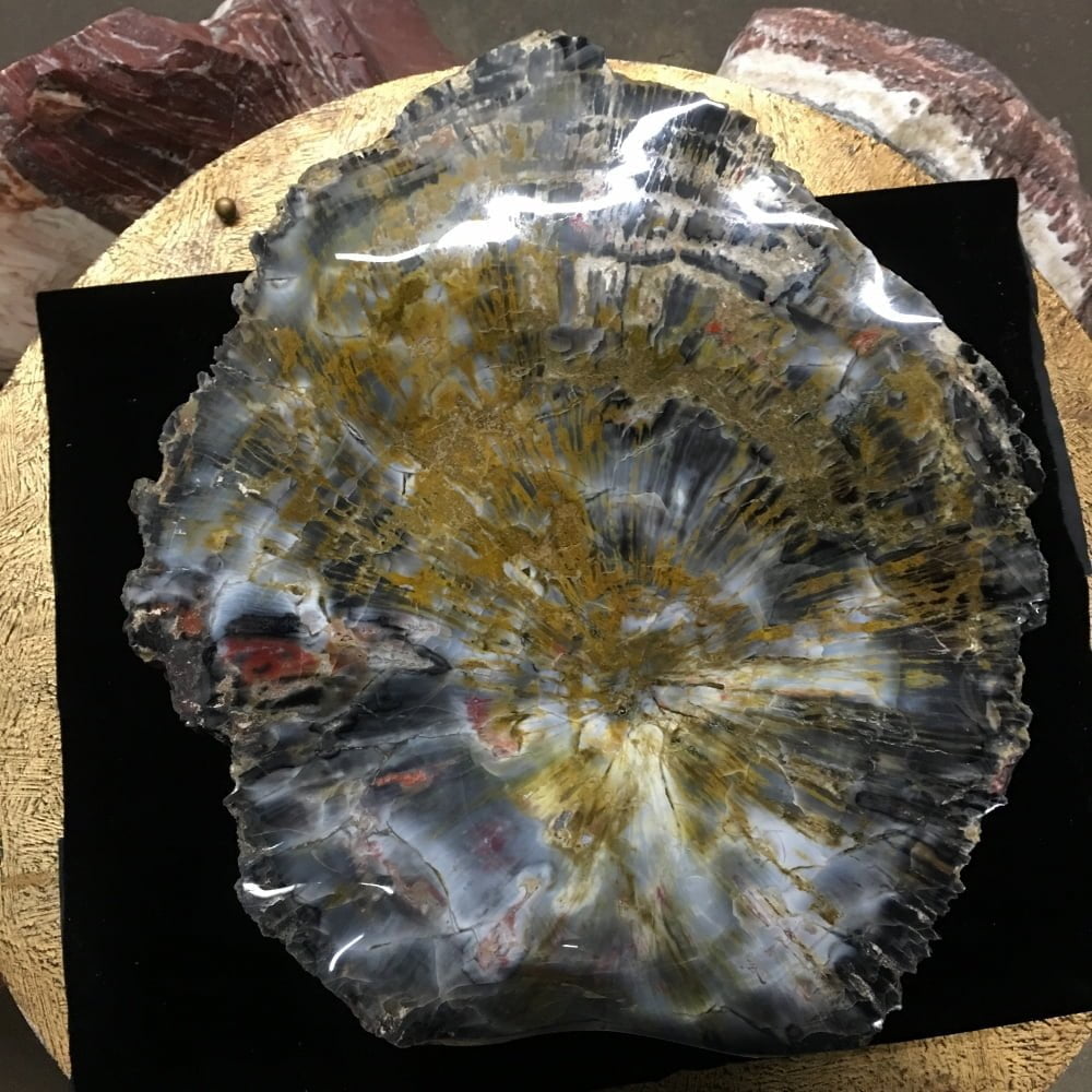 #A6 Museum Arizona Petrified Wood Sculpture Hand Polished With Yellow Starburst & Knot - 120 Lbs