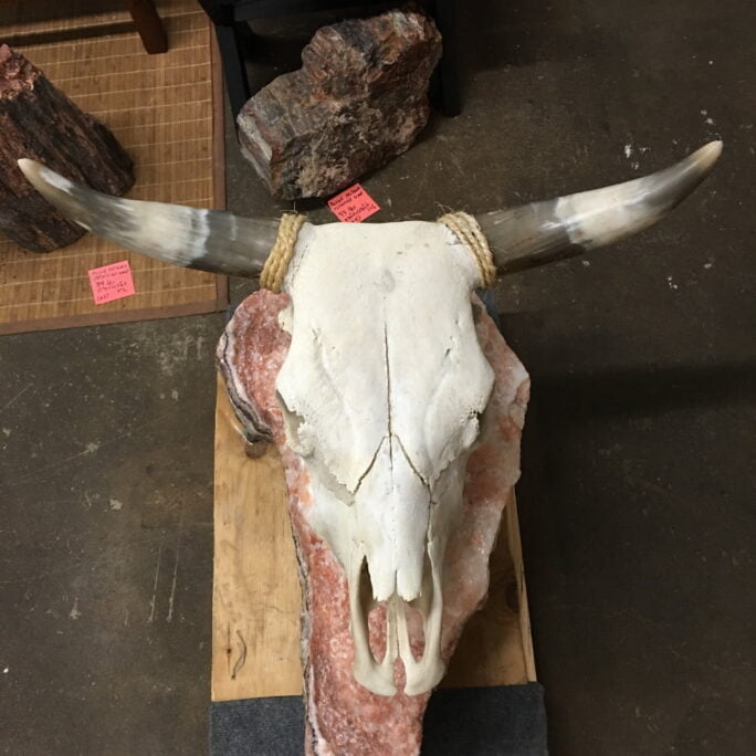 #CS1 Cow Skull