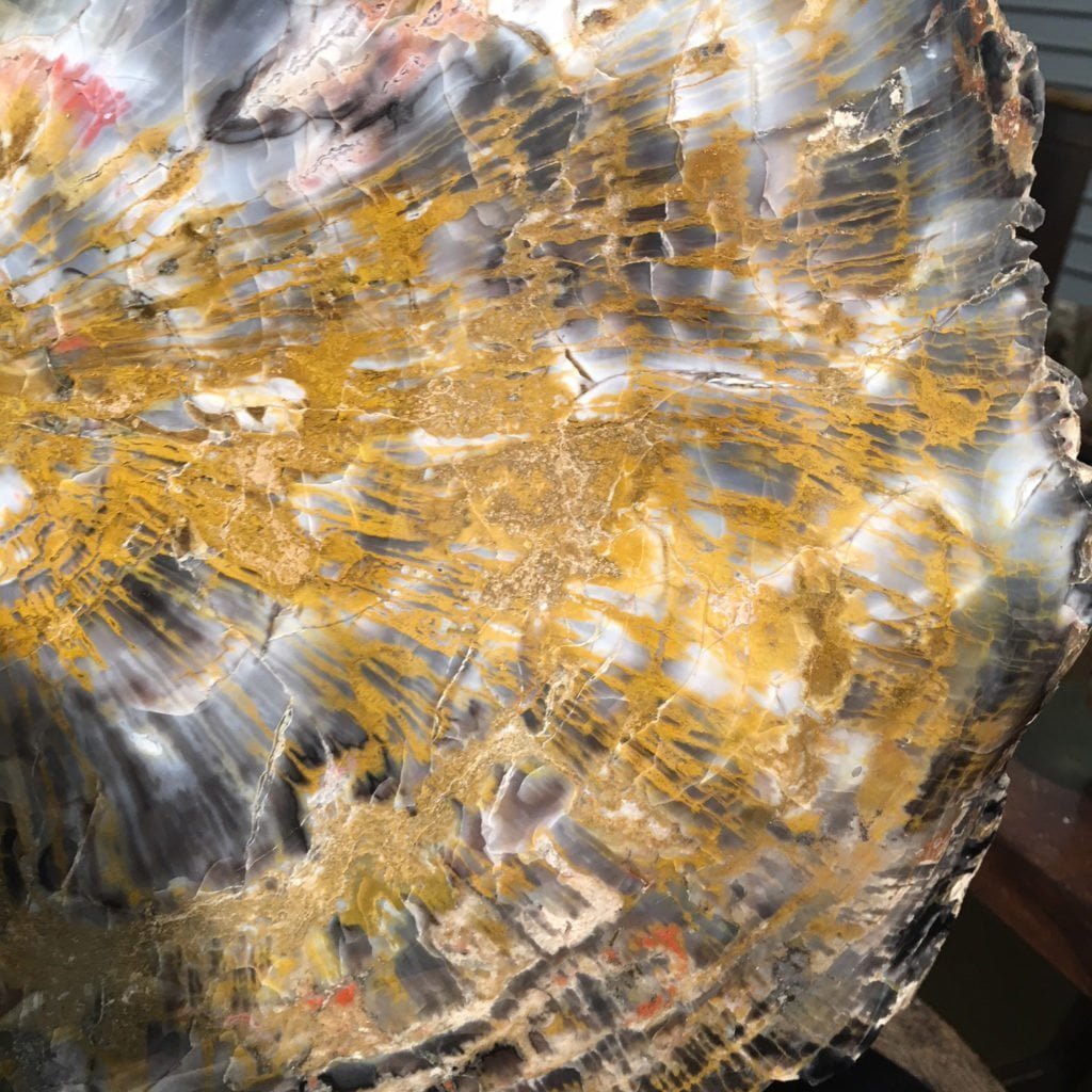 #A6 Museum Arizona Petrified Wood Sculpture Hand Polished With Yellow Starburst & Knot - 120 Lbs