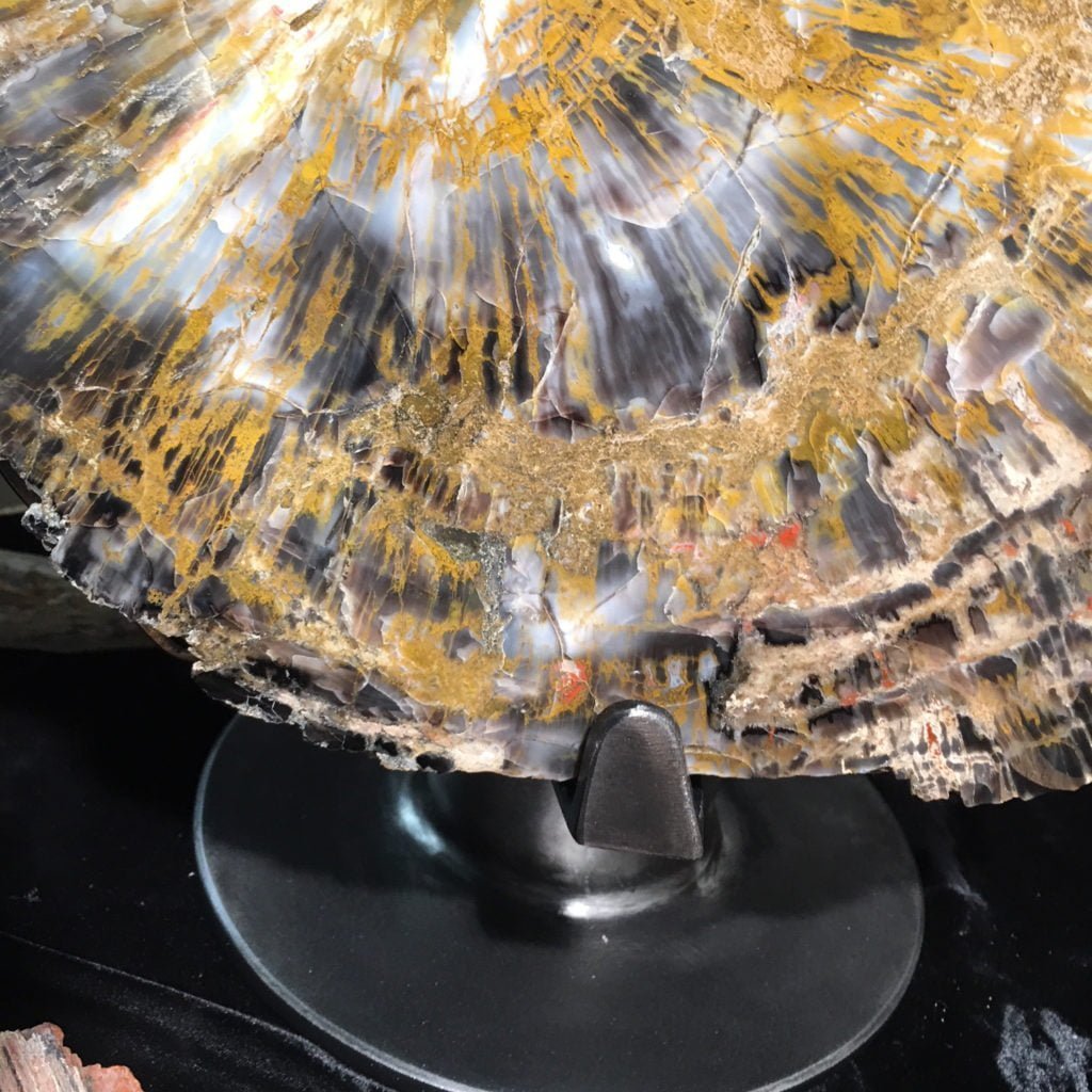 #A6 Museum Arizona Petrified Wood Sculpture Hand Polished With Yellow Starburst & Knot - 120 Lbs