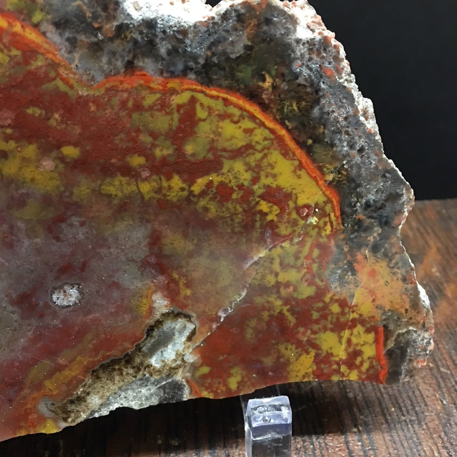 YCPW1 Yellow Cat Red Wood, A Rare Utah Petrified Wood Agate Limb Cast