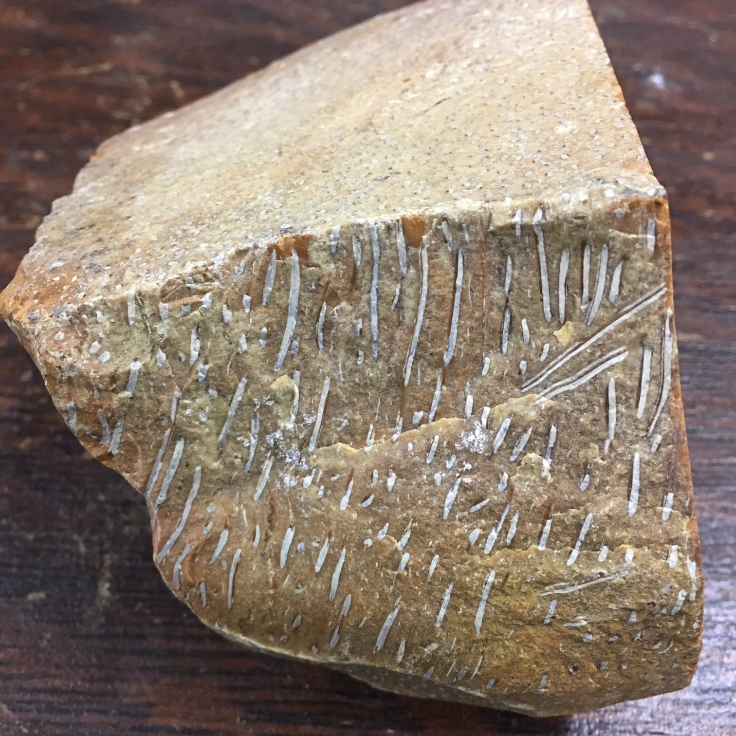 #PL1 Palm Petrified Wood Specimen - paleobotonist says probably from North Carolina