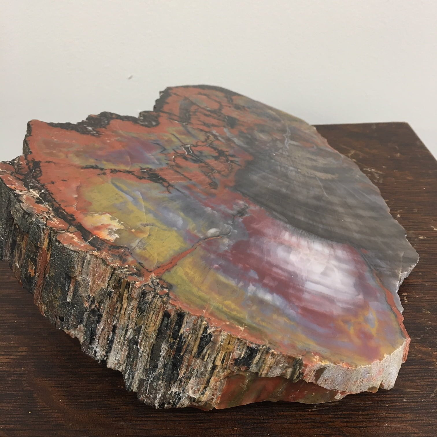 #A17 Arizona Rainbow Petrified Wood End Cut Museum Quality