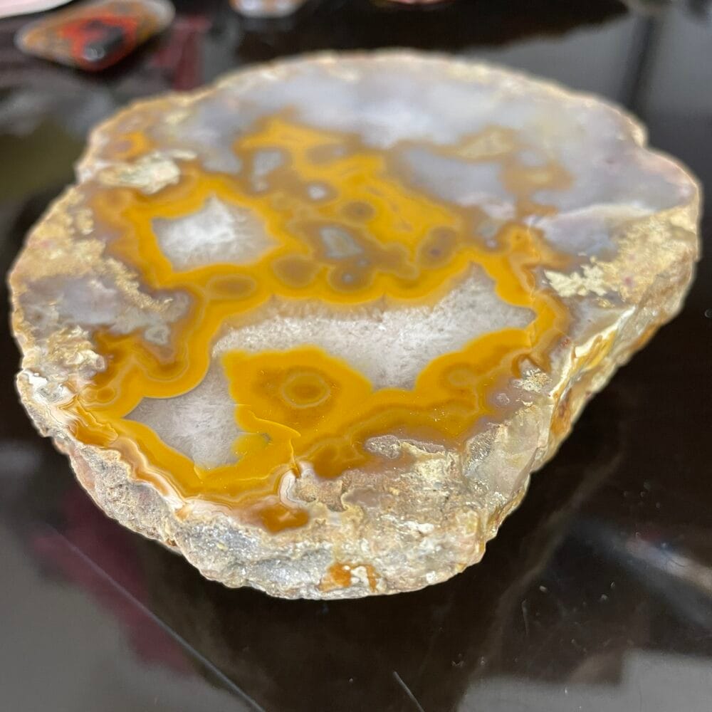 Close-up of a polished Kentucky Agate slice with vibrant yellow, gray, and white patterns on a dark surface, showcasing the distinctive beauty of the Kentucky Agate Cut Nodule.