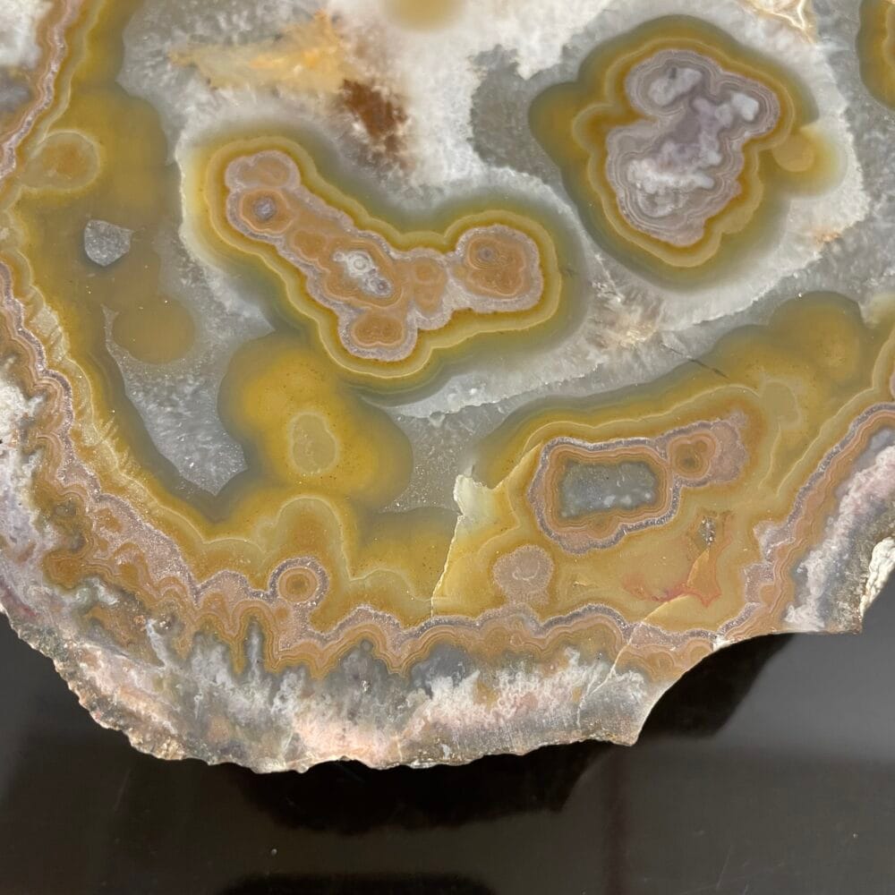 Close-up of the Kentucky Agate Cut Nodule featuring concentric bands in yellow, gray, gold-ish, and tan with a polished face and rough outer edge.