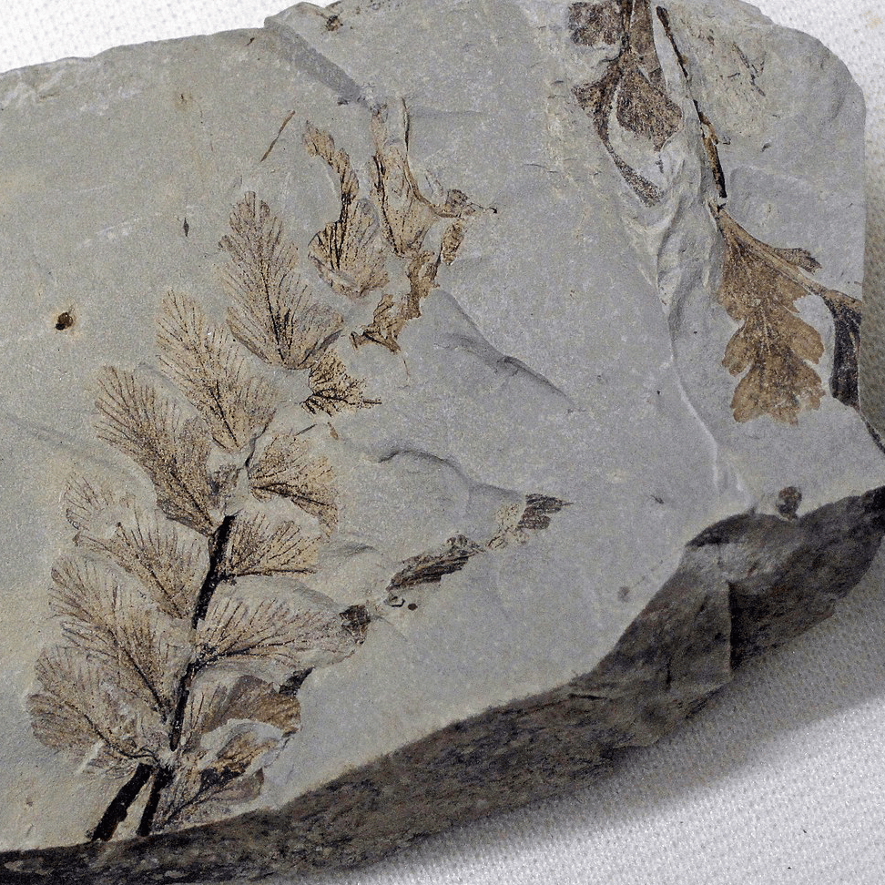 Fossil Fern