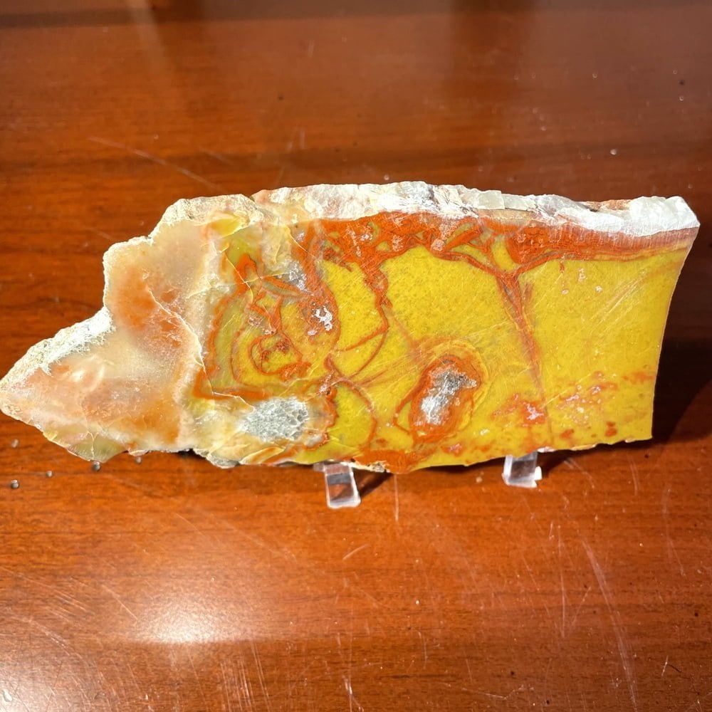 Very Rare YellowCat Utah Petrified Wood Slice Slab Polished-#YellowCat60-1