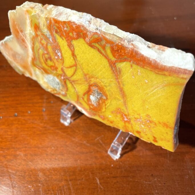Very Rare YellowCat Utah Petrified Wood Slice Slab Polished-#YellowCat60-2