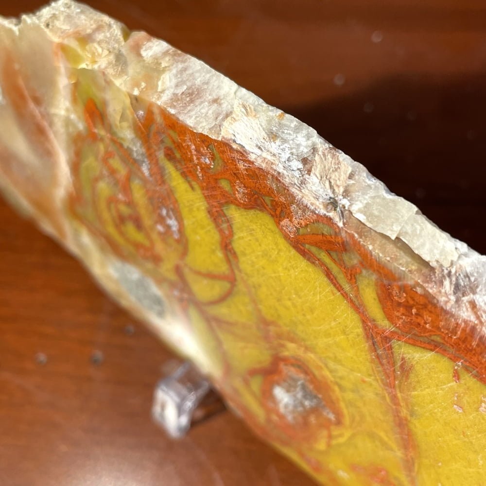 Very Rare YellowCat Utah Petrified Wood Slice Slab Polished-#YellowCat60-4