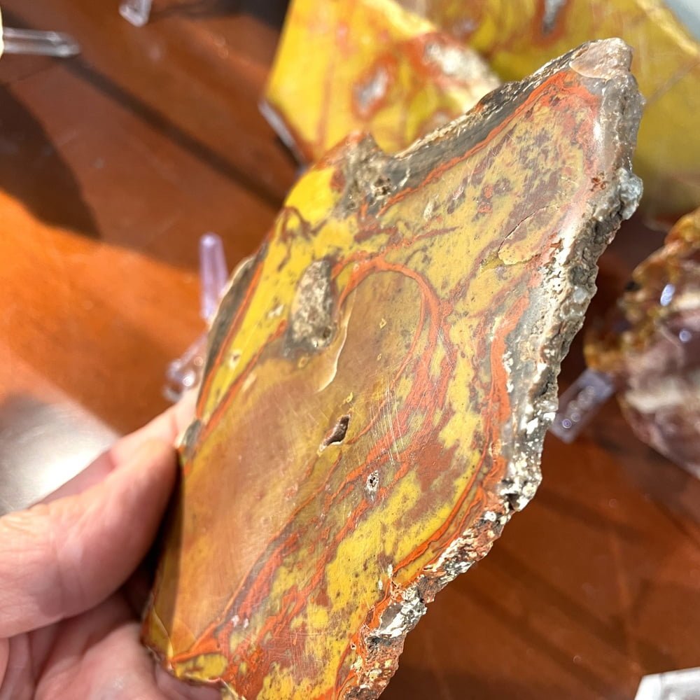 Very Rare YellowCat Utah Petrified Wood Slice Slab Polished-#YellowCat61-2
