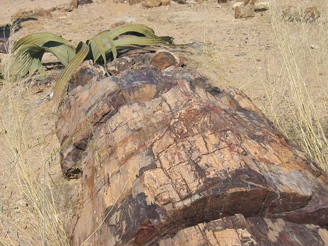 Petrified Wood in Namibia