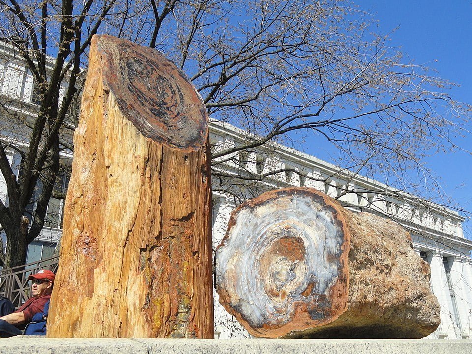 Fossil Araucarioxylon arizonicum (petrified wood) outside the National Museum of Natural History, USA, in Washington, DC, USA.