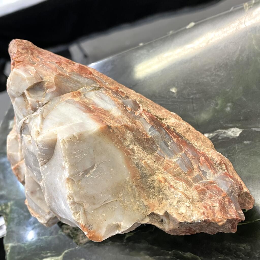 Arizona Rainbow Petrified Wood, weighing 4lbs 10oz (2111g), displays blue-grey on rust colors with layered white, beige, and reddish-brown hues, shown resting on a dark green surface.