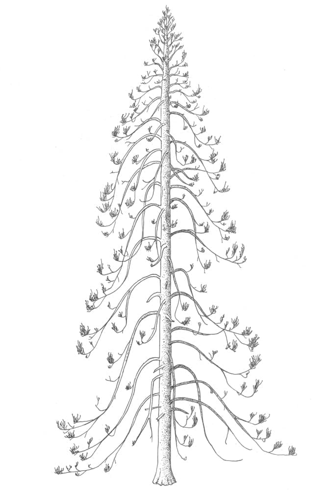 Artistic reconstruction of the plant Araucarioxylon arizonicum according to the descriptions given for the species from its Triassic fossil remains. The maximum height estimated for the species is 60 meters and its diameter is 60 centimeters. The columnar trunk with monopodic branching is observed and the lateral branches grow at an angle of 90º with respect to the axis and present negative geotropism. The structure of the leaves is unknown.