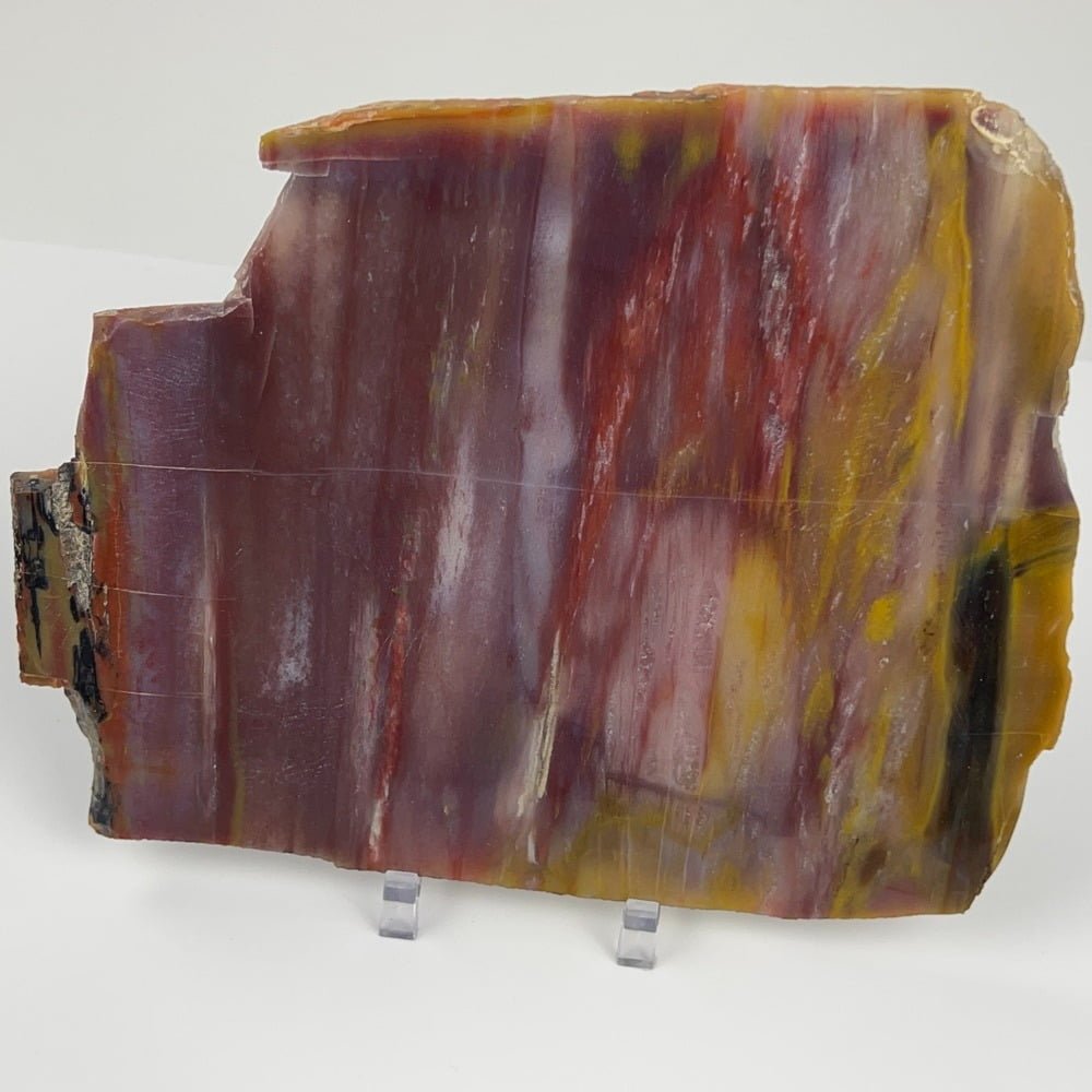Arizona Rainbow Petrified Wood Museum Slice Slab 474g 1lb .5 oz-#SKUN2-2