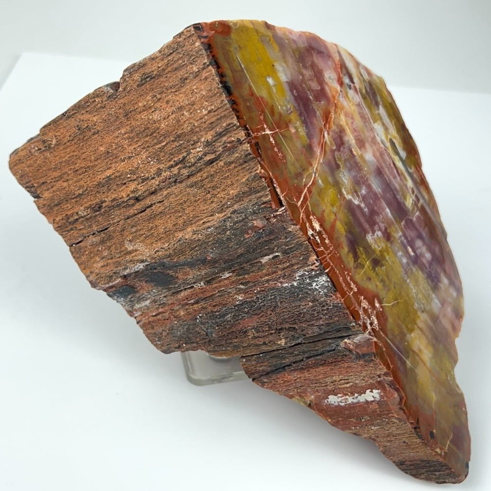 Arizona Rainbow Petrified Wood Museum Specimen 2773g 6lbs 1 oz-#SKUN1-5