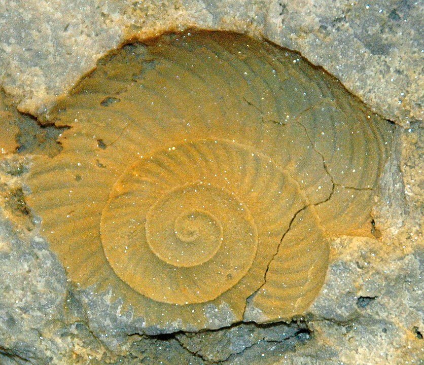 Graftonoceras fossil nautiloid (Lockport Dolomite, Middle Silurian;Coldwater,southern Mercer County).