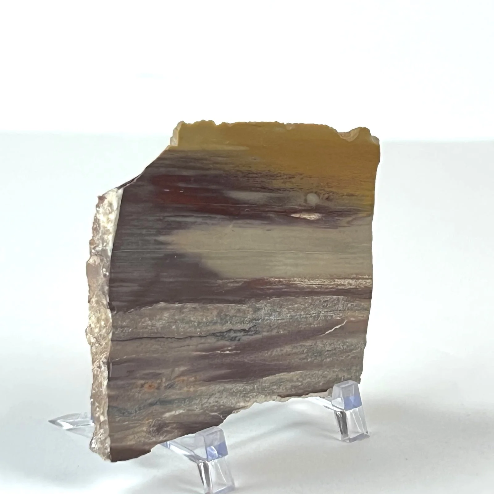 #AX3 Arizona Rainbow Petrified Wood Small Slab Slice