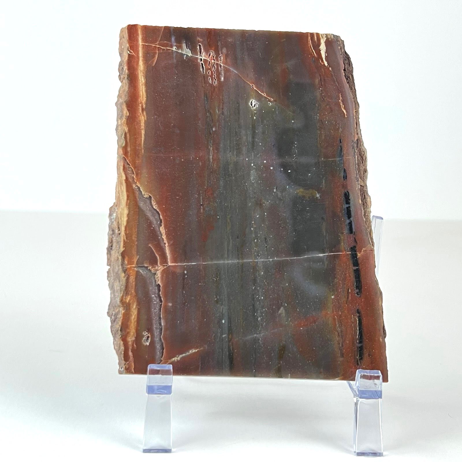 #AX4 Arizona Rainbow Petrifued Wood Slab Slice Polished