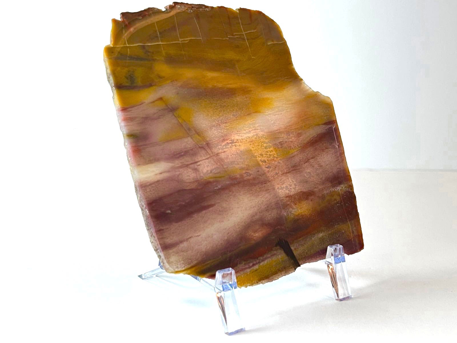#AX6 Arizona Rainbow Petrified Wood Slab Slice Polished