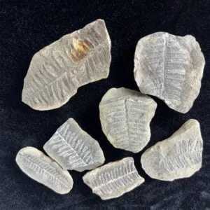 Fossil Fern