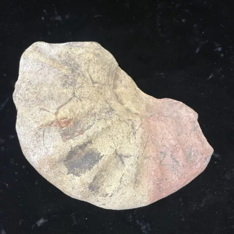 Multicolor Ammonite Specimen