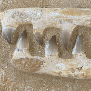 Mosasaur Teeth