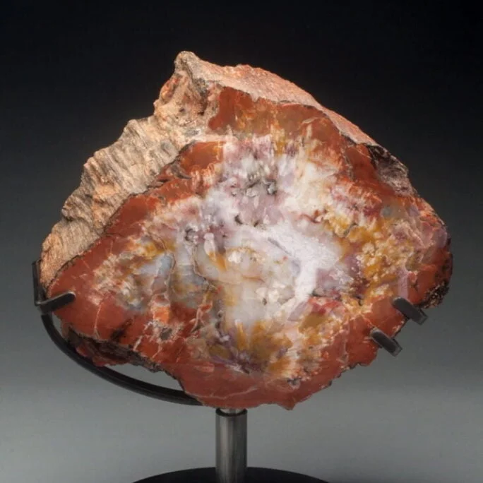 Petrified Wood, Fossils