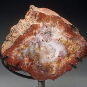 Arizona Rainbow Petrified Wood