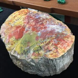 Museum Quality Petrified Wood