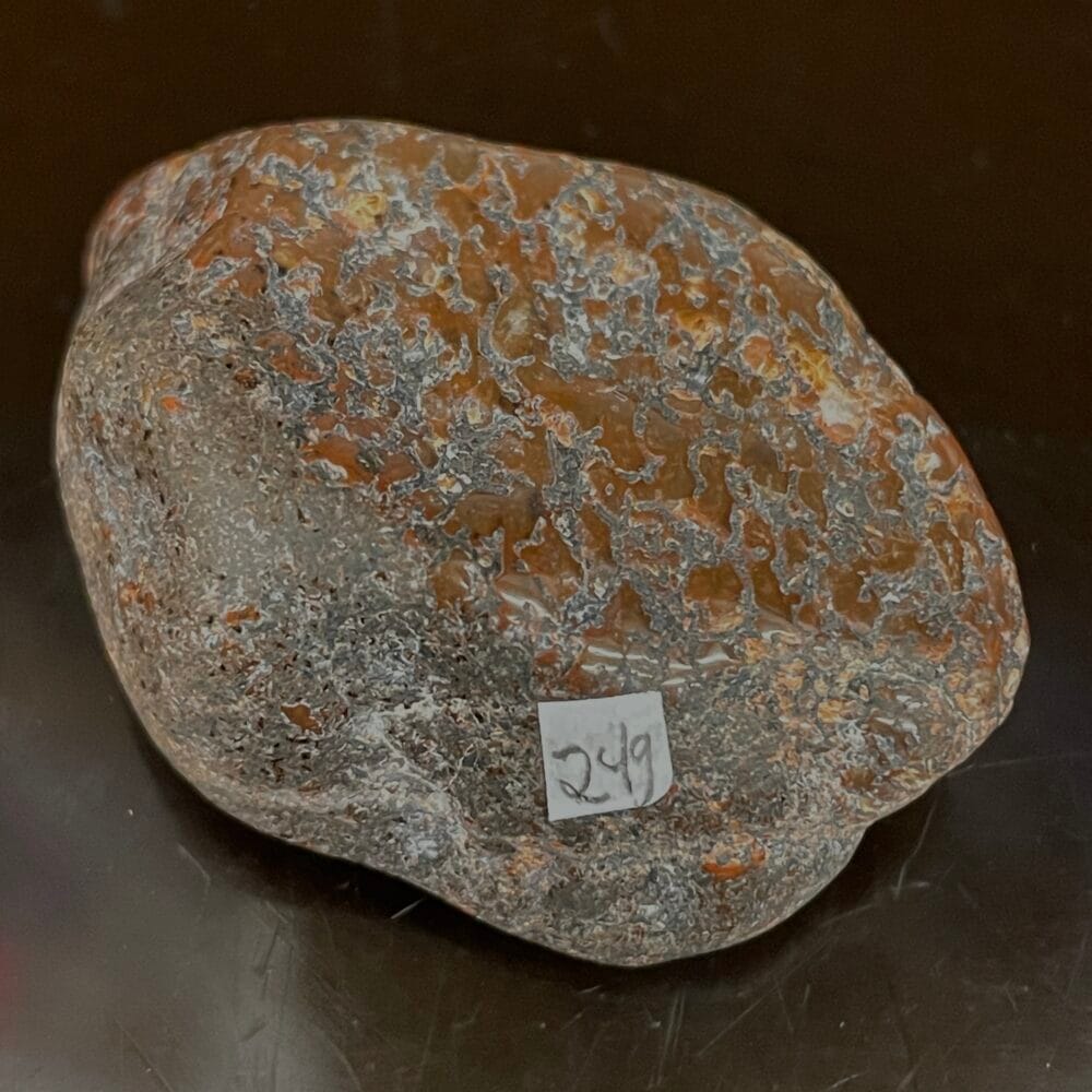 A smooth, irregularly shaped, dark brown rock with lighter patches resembles a fossilized dinosaur bone. Labeled as Dinosaur Bone Specimen Tumble Polished Gembone, it features a small square sticker with the number 249.