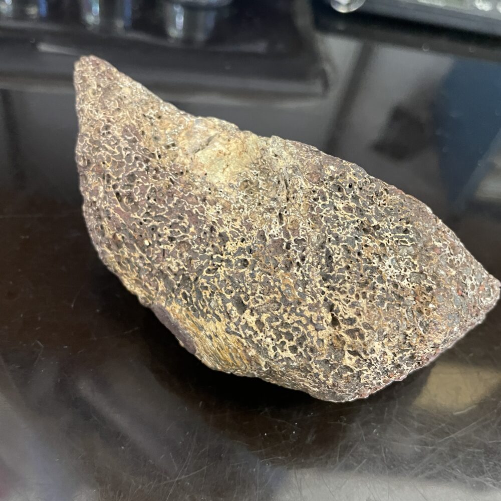 A slice of red, brown, and white dinosaur bone with a textured surface rests on a glossy black background.