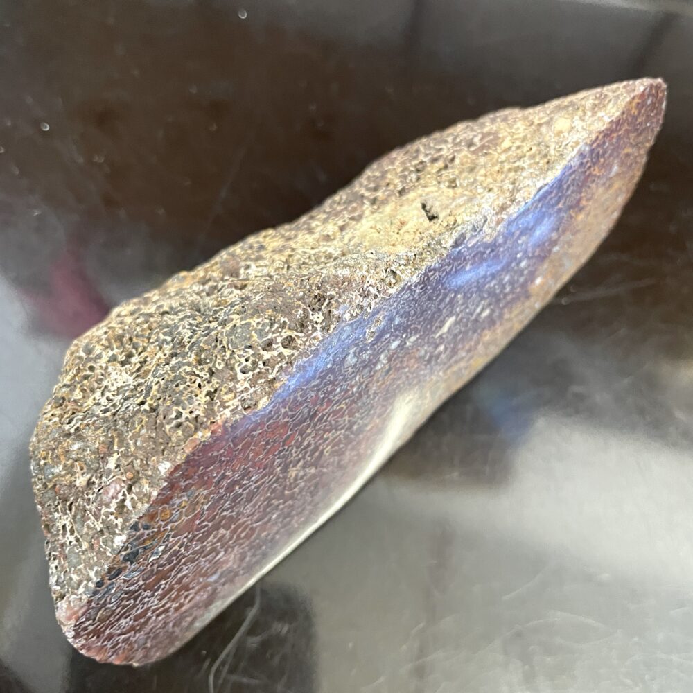 A red, brown, and white dinosaur bone slice with a textured surface and blue-red hints on a reflective black background.