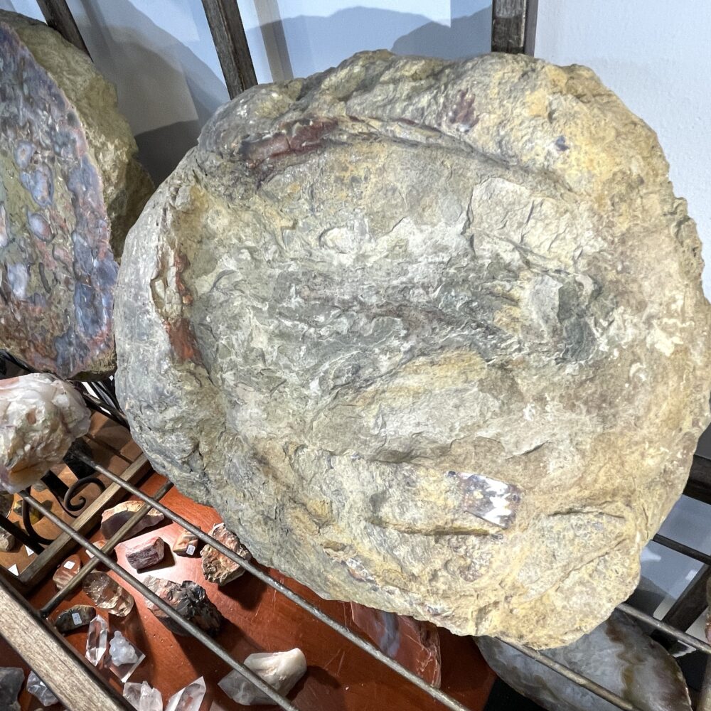 A Kentucky Agate Cut Geode Nodule, featuring yellow, gray, and white colors and measuring 4.5 inches, is displayed on a metal rack alongside other rock and mineral samples.