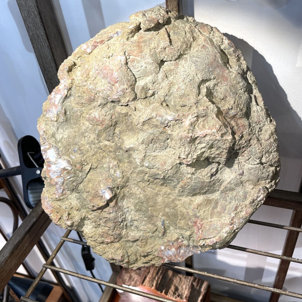 A large, roughly circular, textured dinosaur footprint gleams under bright lights on a metal rack, its surface shining like the Huge Giant Kentucky Agate Geode Nodule Polished - 17 lbs or 7700 g.