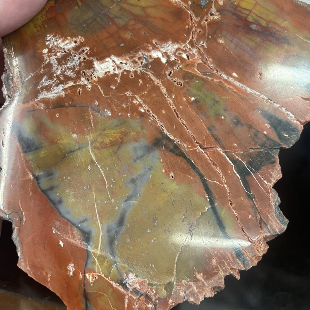 A close-up of the Arizona Rainbow Petrified Wood – Beautiful Polished Specimen 201 g (7.1 oz) showcases intricate layers and cracks in rich brown, red, yellow, and subtle gray tones.