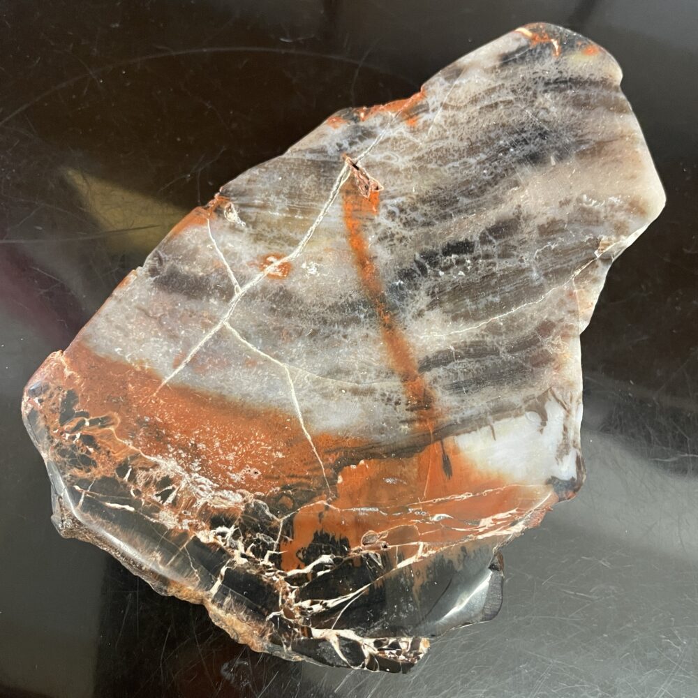 The Arizona Rainbow Petrified Wood – Beautiful Polished Specimen features vivid orange, black, and white bands, reminiscent of multicolored agate, shown resting on a dark reflective surface.