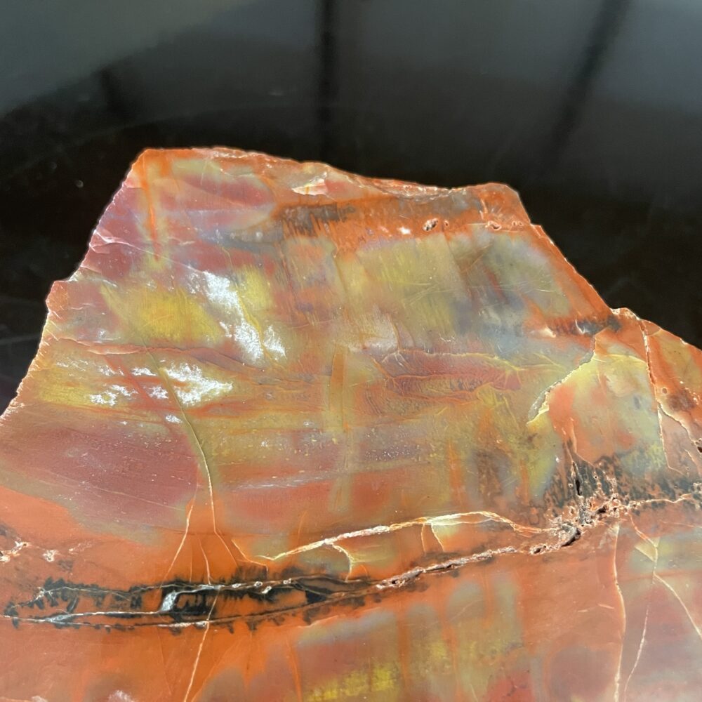 A close-up of the Arizona Rainbow Petrified Wood - Beautiful Polished Specimen 331 g (11.7 oz) shows striking red, yellow, and brown hues with detailed veins and textures.